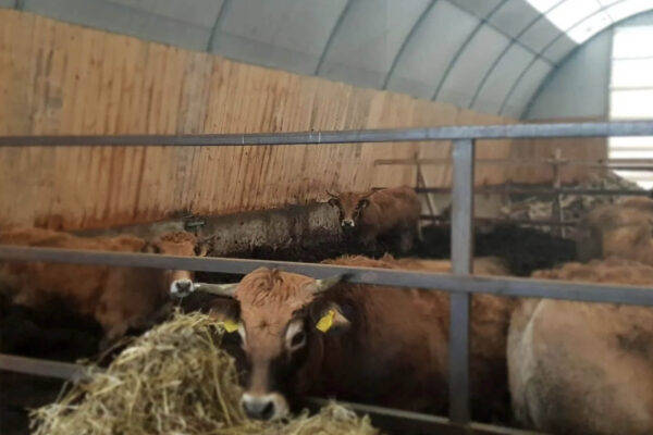 Gyvulininkystės angarų renovacija-021